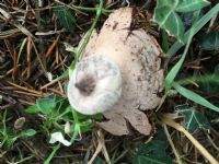 Striated Earth Star fungi (Geastrum Striatum) : Click to enlarge